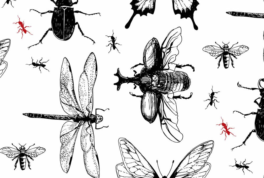 insecte fourmis punaises de lit cafard désinsectisation désinfection