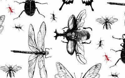 Désinsectisation ou désinsectification : quelle différence ?