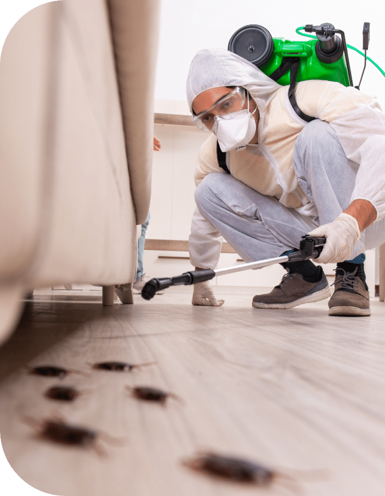 intervention insecte maison appartement 