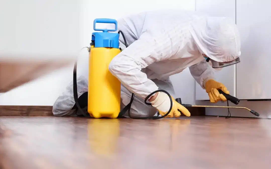 Visite de contrôle suivi désinfection nuisible