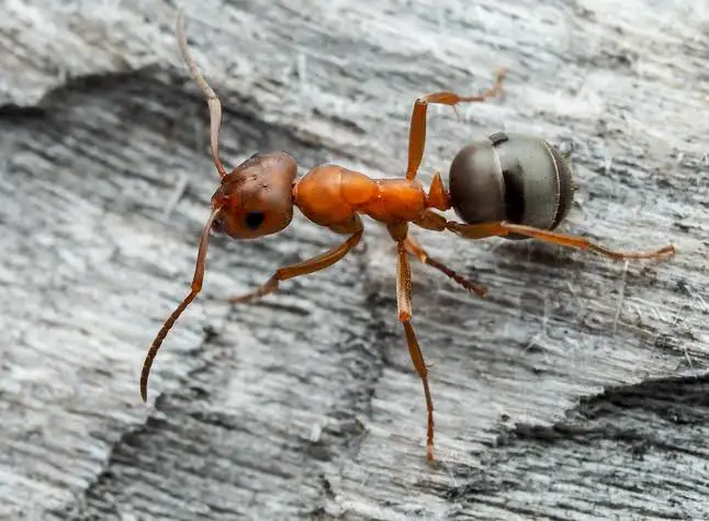 Traitement Fourmis éradication