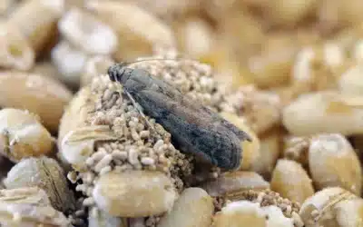 Mythes et réalités sur les insectes xylophages à Paris et en Île-de-France