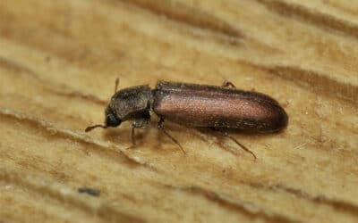 Impact économique et patrimonial des insectes xylophages à Paris et en Île-de-France